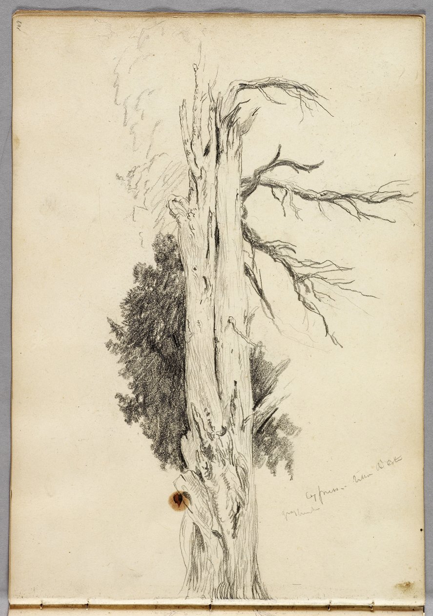 Cypress, Villa dEste, 1832  by Thomas Cole