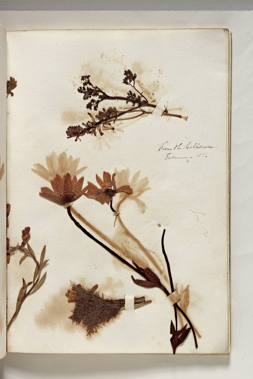 Plants from the Coliseum 1832, 1832 (pen & ink with plant specimen on paper) by Thomas Cole
