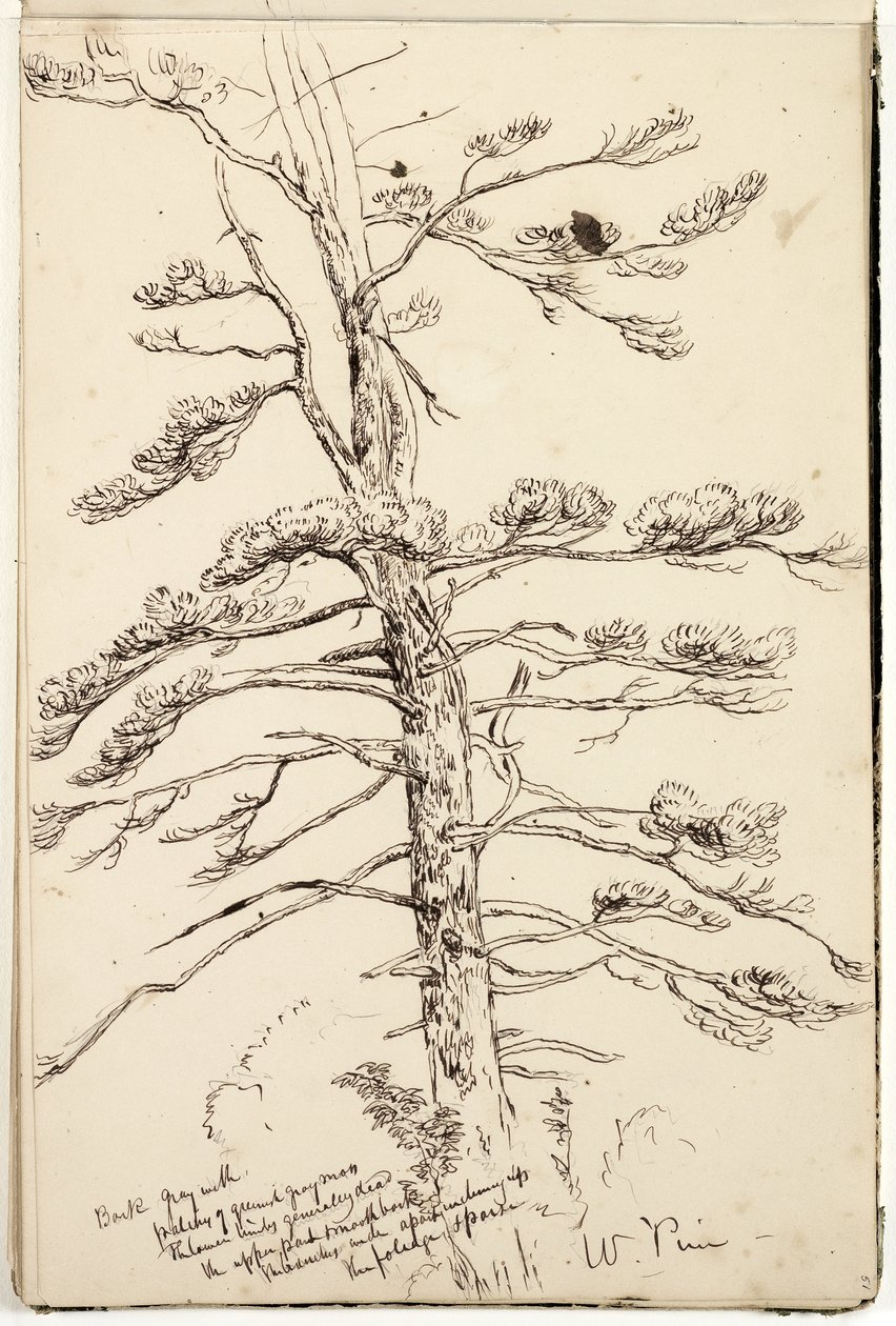 White Pine, c.1832 (pen & ink over pencil on paper) by Thomas Cole