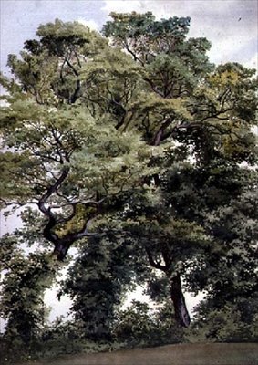 Ağaçların Çalışması by Thomas Collier