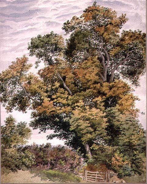 Bir Meşe Ağacının İncelenmesi, 19. yüzyıl by Thomas Collier