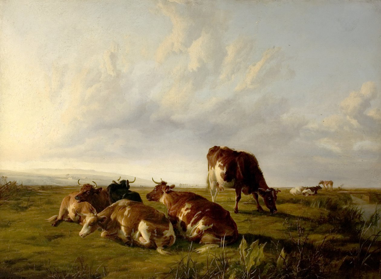 Meadows