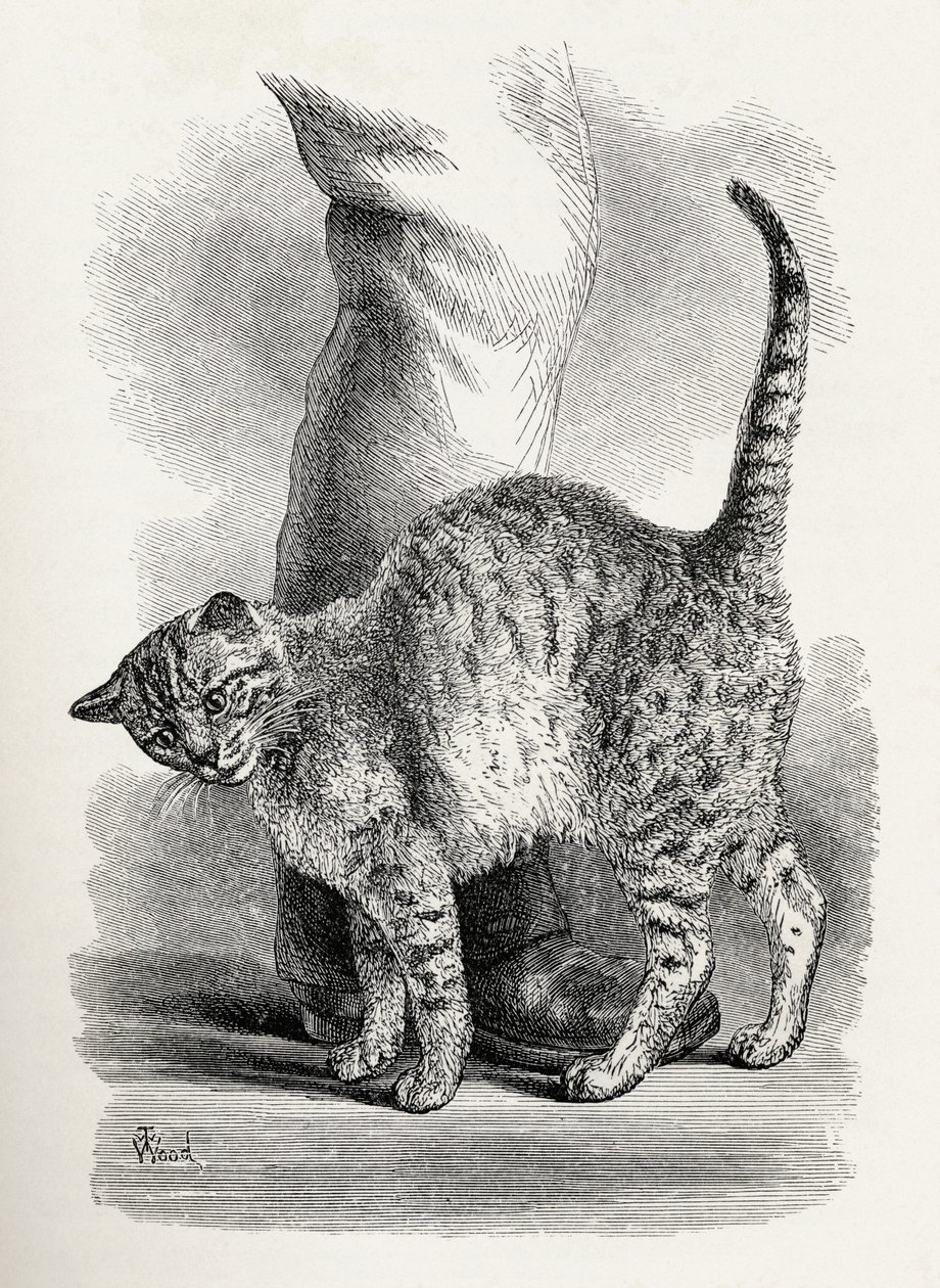 Sevgi dolu bir zihin çerçevesinde kedi, Charles Darwin