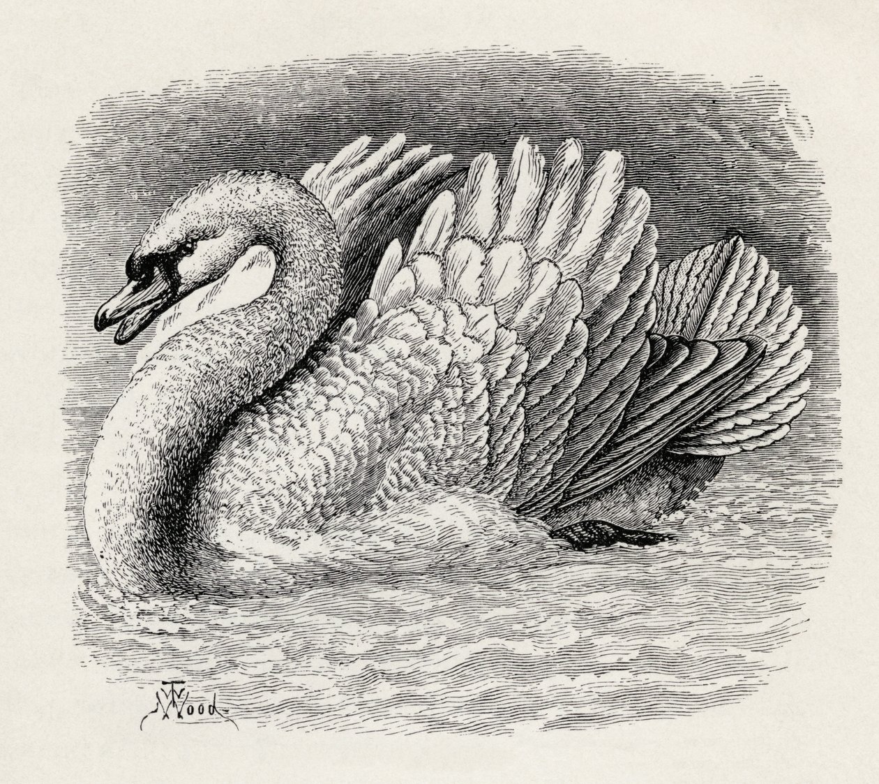 Kuğu, Charles Darwin