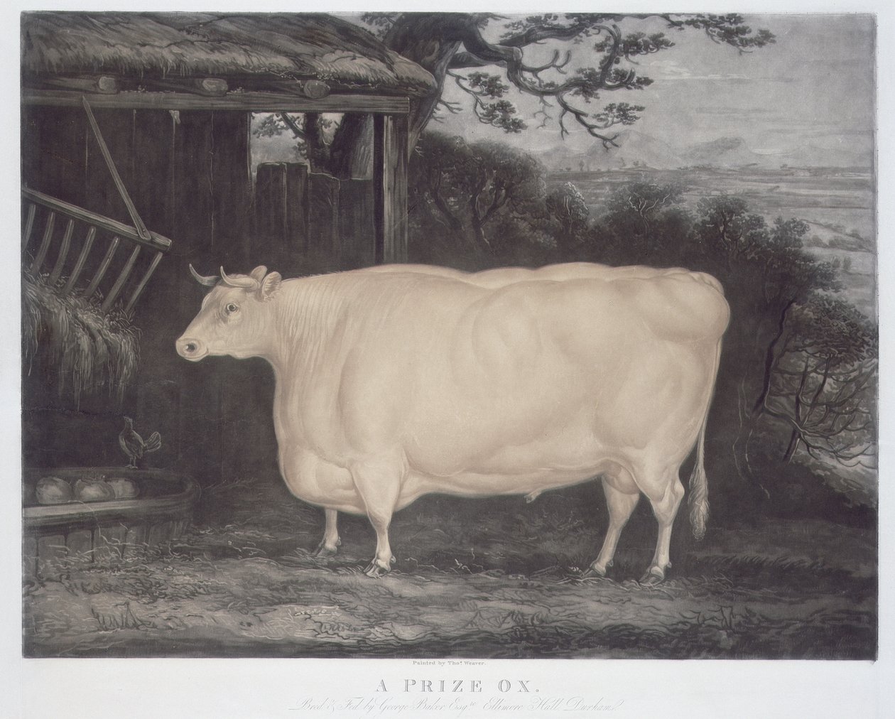John Thompson, Smeaton, Yorks, 1831 tarafından oyulmuş bir Ödül Öküz (renkli gravür) by Thomas Weaver