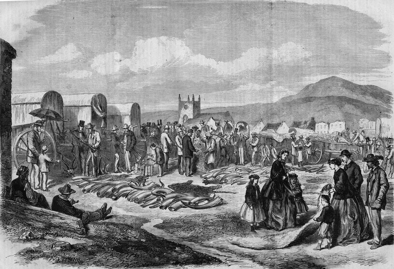Grahamstown, Arnavutluk, Cape Colony
