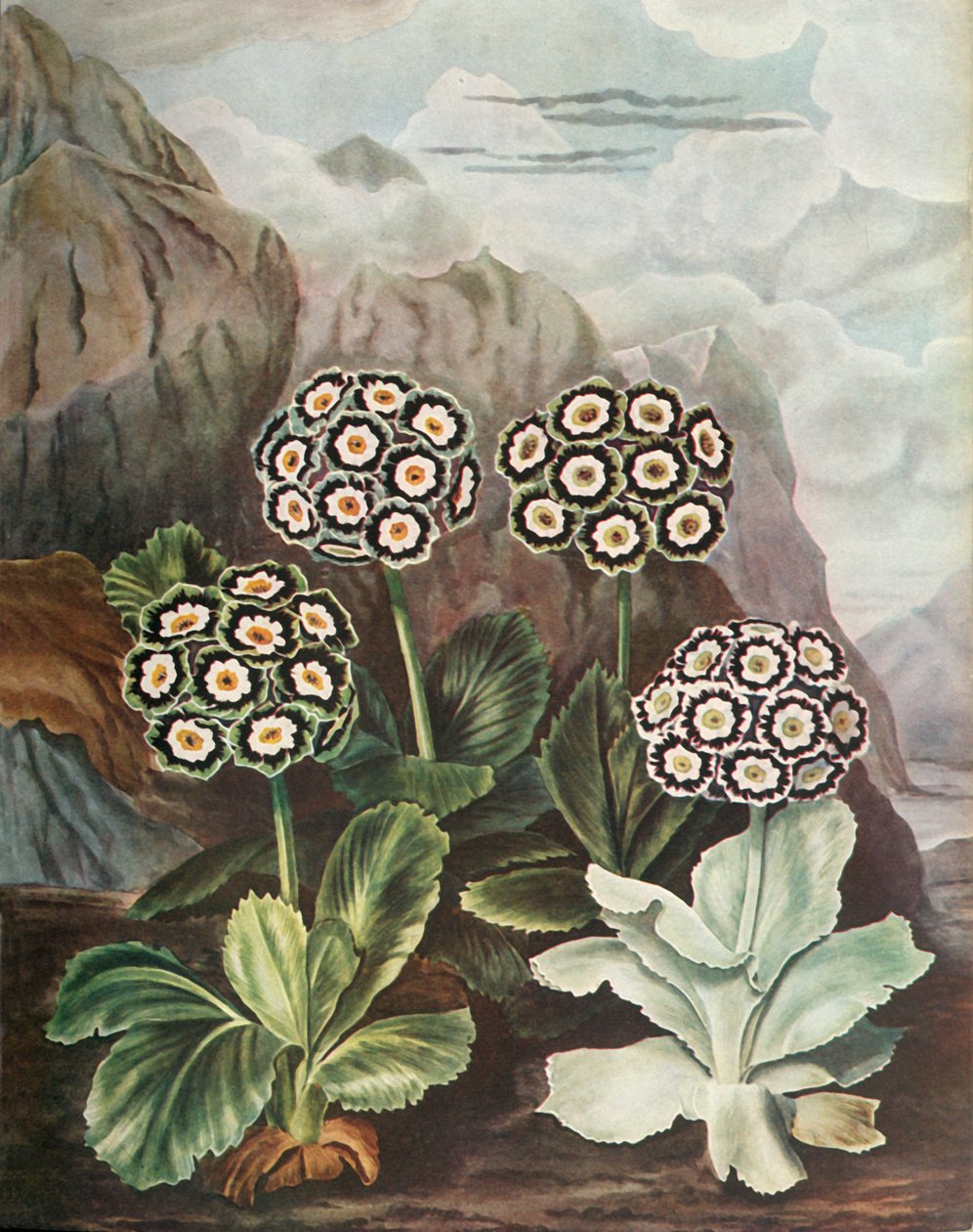 Kulak kepçeleri, c1802-1821, 1948 by Thomas Baxter