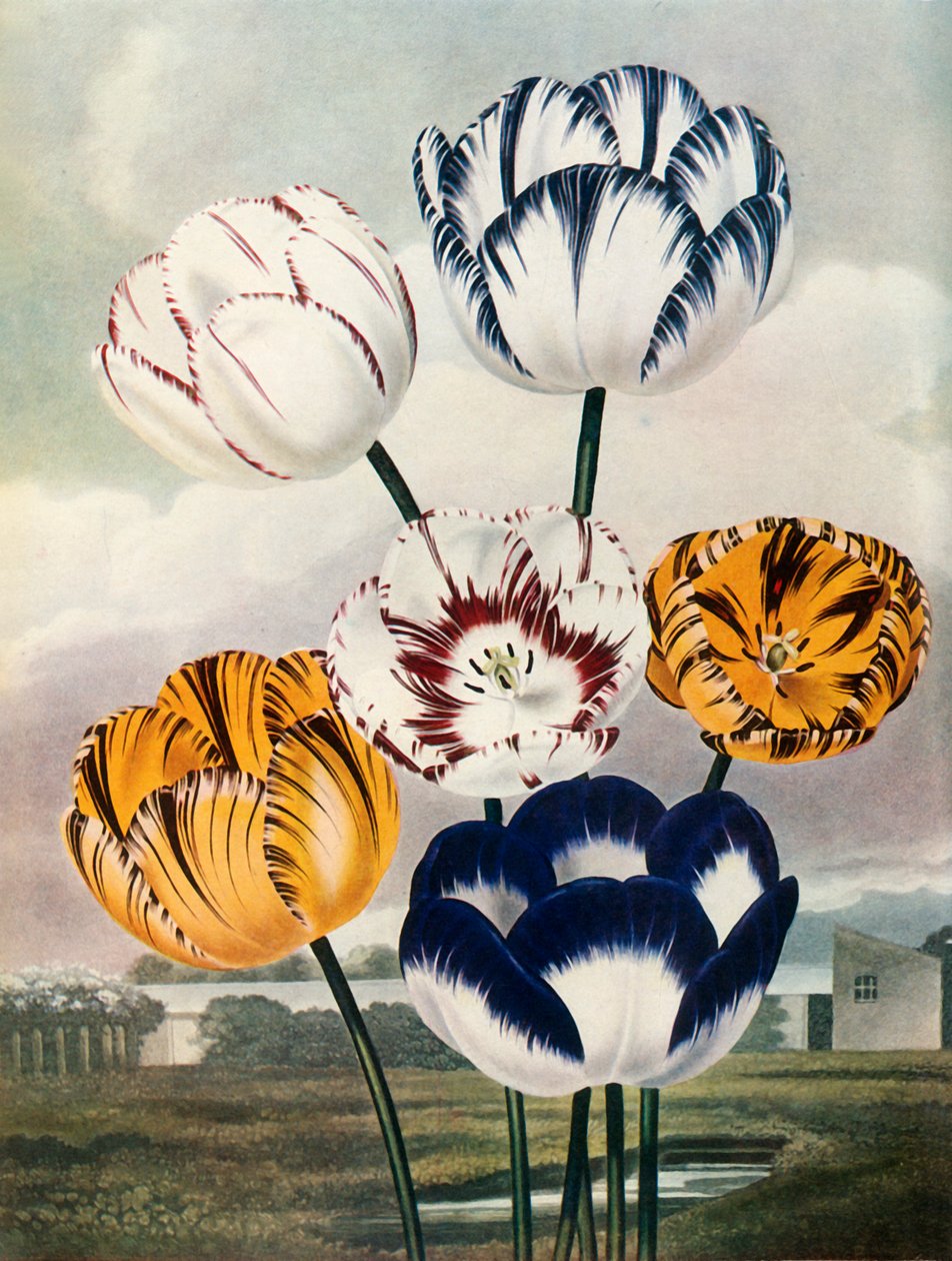 Laleler, c1802-1821, 1948. by Thomas Baxter