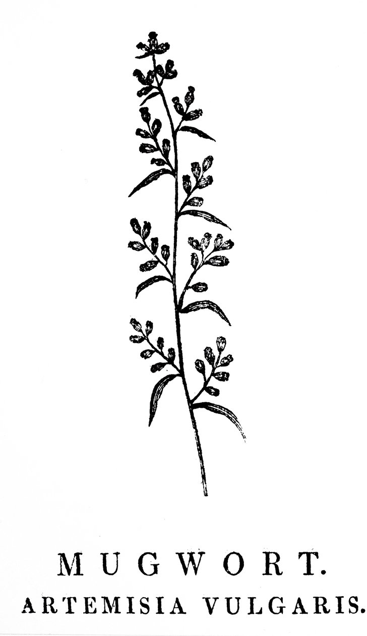 Artemisia cinsine ait bir aromatik bitki türü olan Pelin dalını tasvir eden tahta oyma. Gravür Thomas Bewick (1753-1828) İngiliz oymacı ve doğa tarihi yazarı by Thomas Bewick