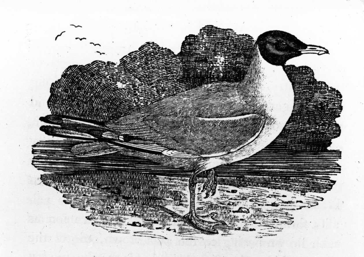 Kara Başlı Martı, Thomas Bewick