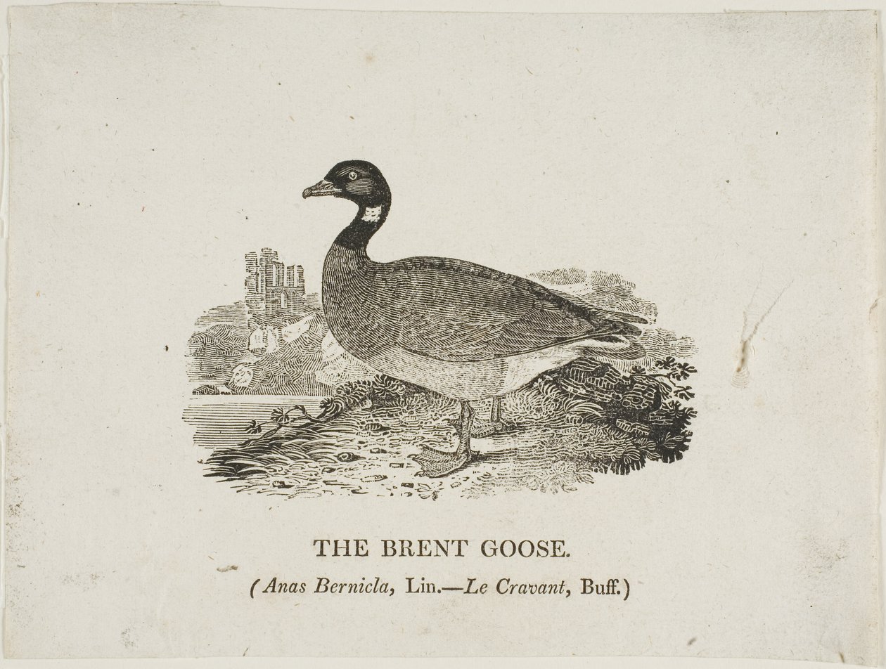 Brent Kazı by Thomas Bewick