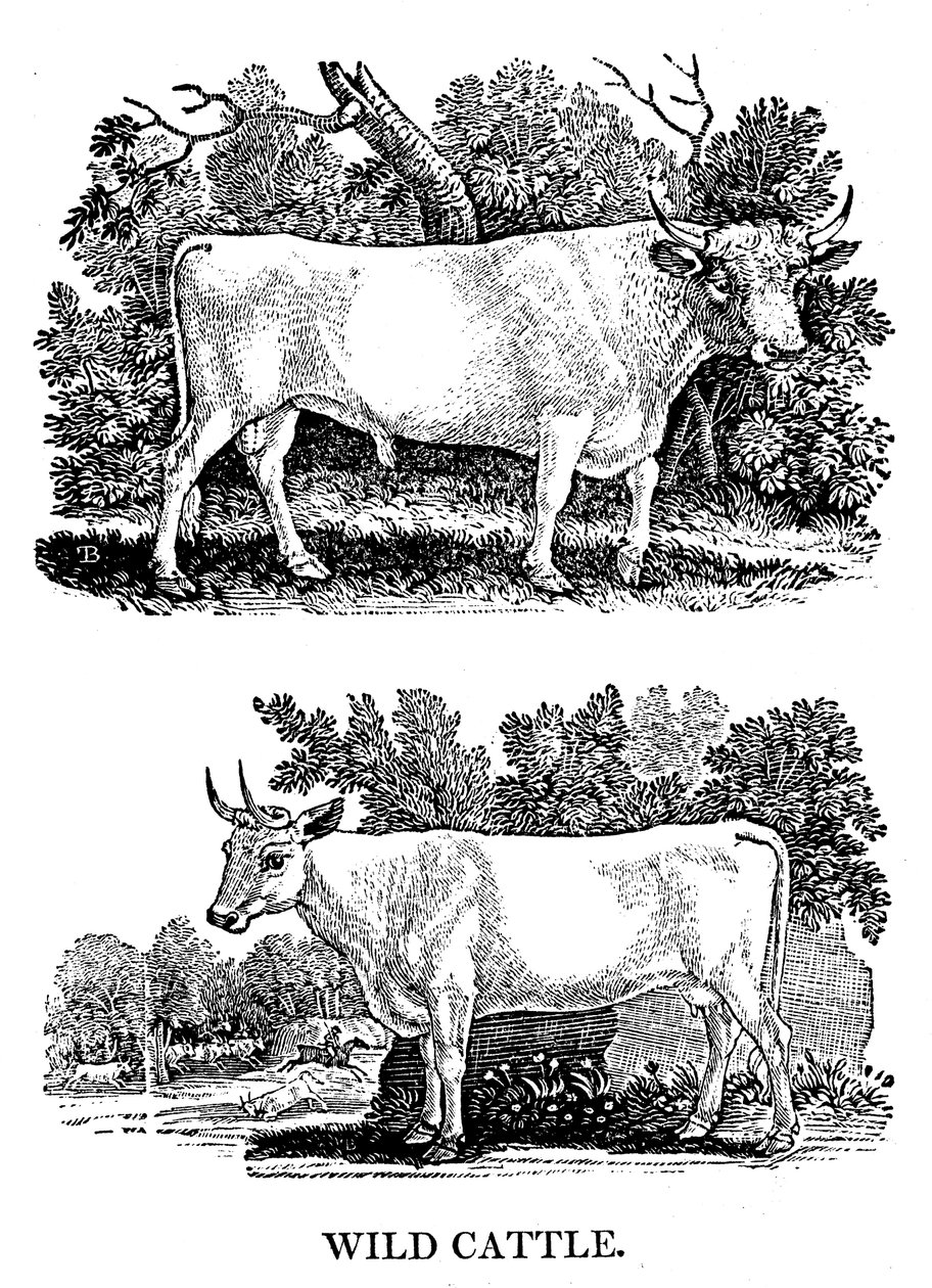 İngiliz Yabani veya Park Sığırı, 1790 by Thomas Bewick