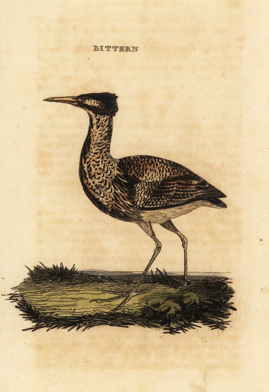 Avrasya balabanı veya büyük balkabağı, Botaurus stellaris by Thomas Bewick