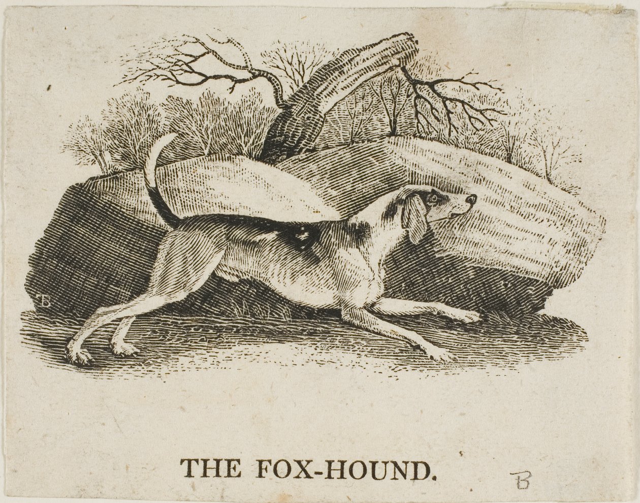 tilki köpeği by Thomas Bewick