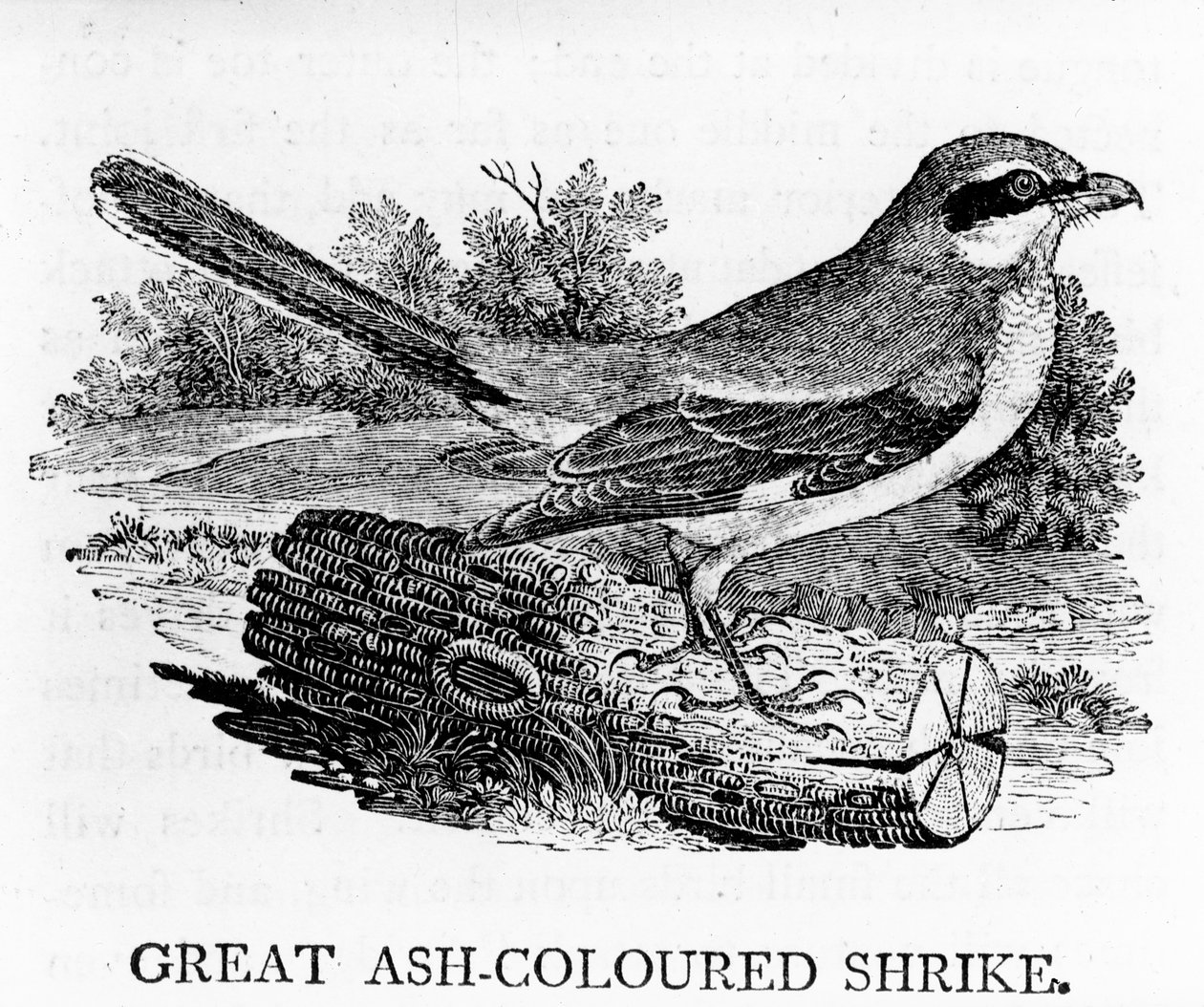 Büyük Kül Renkli Örümcek Kuşu, Thomas Bewick