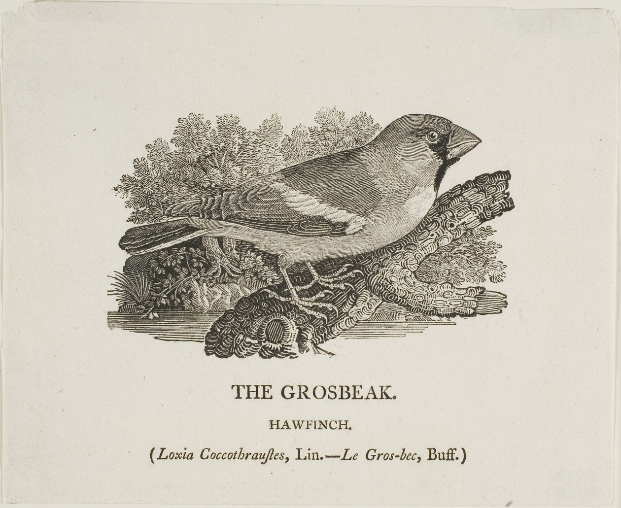  by Thomas Bewick