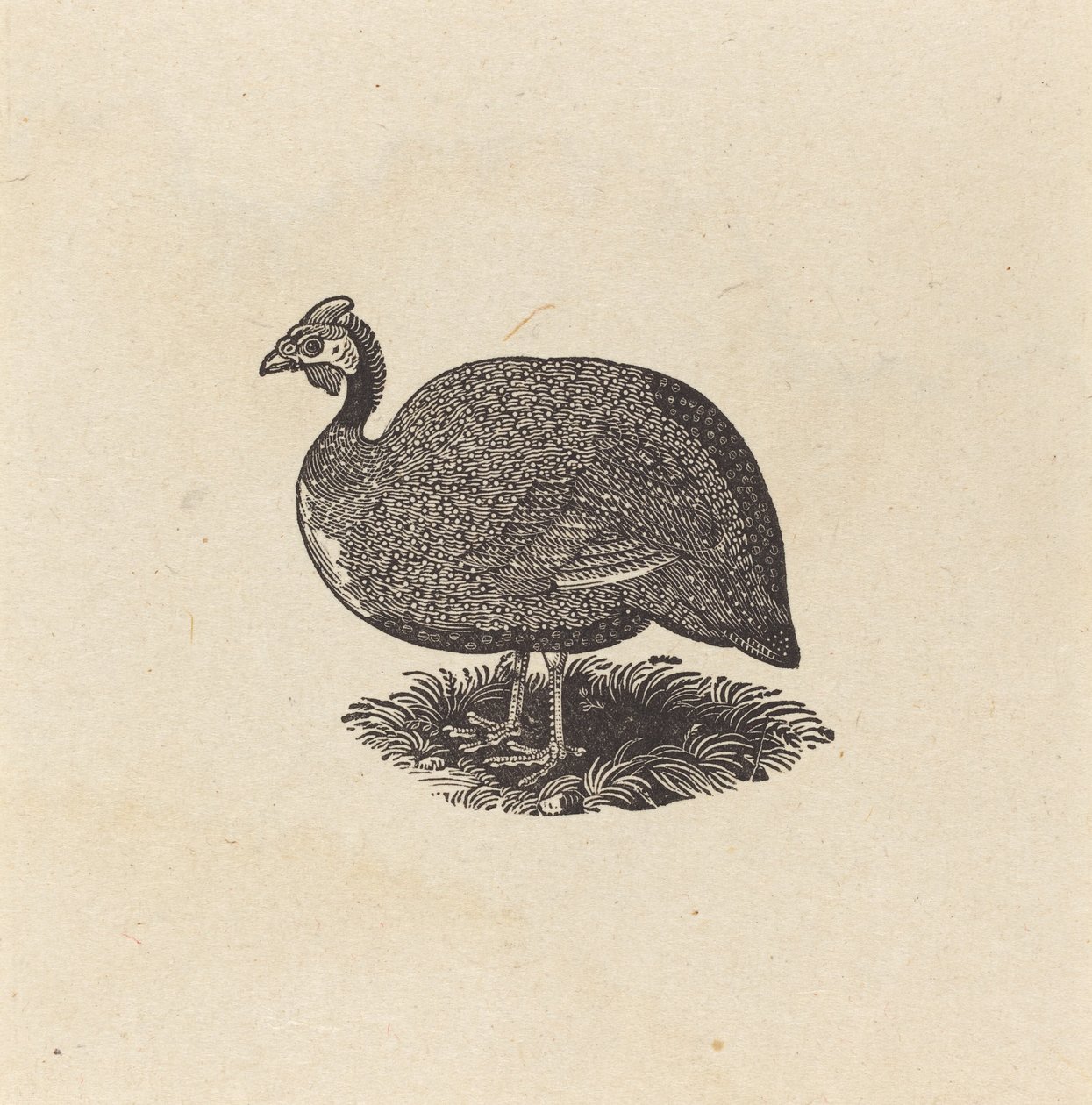 Beçtavuğu by Thomas Bewick