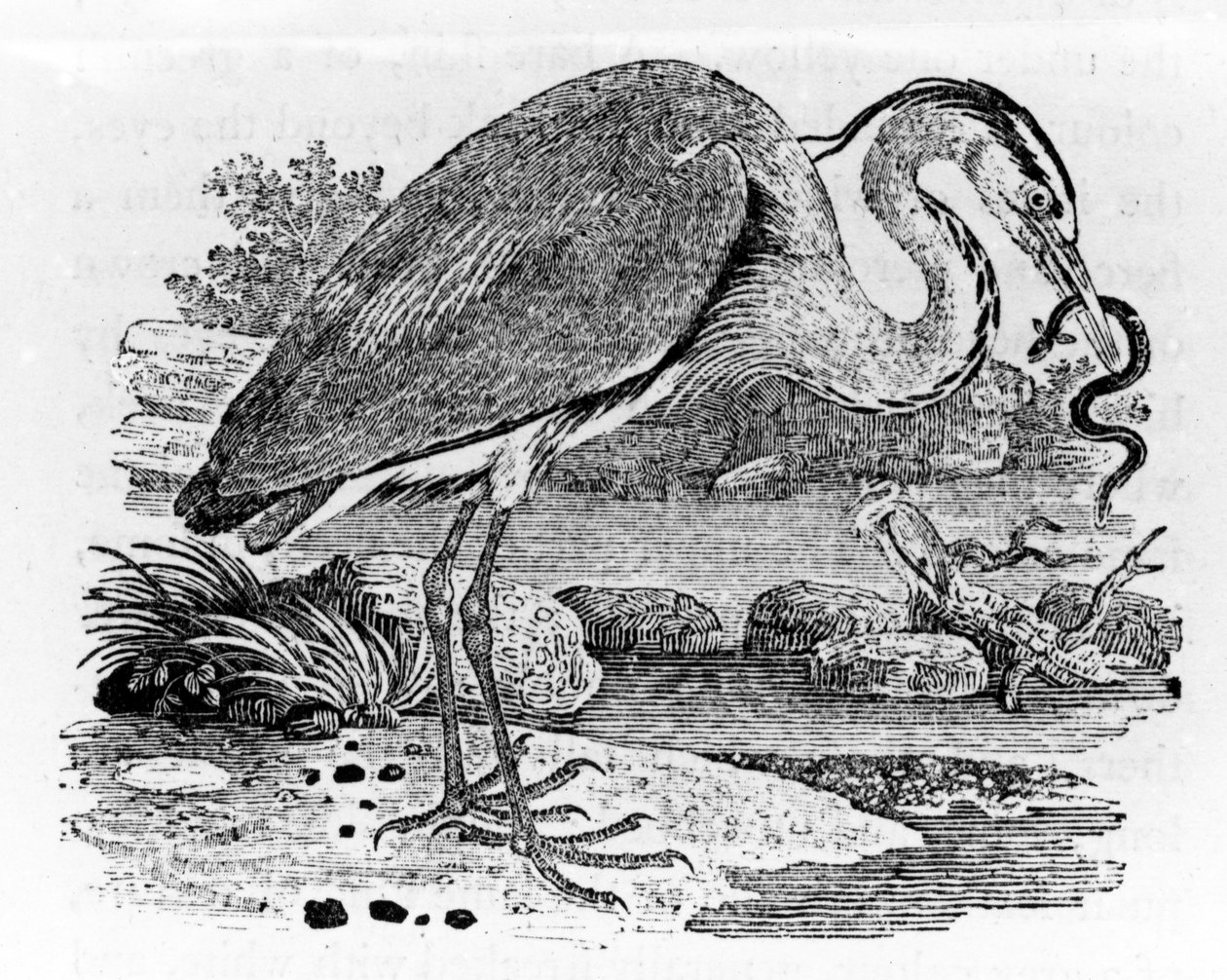 Heron, Thomas Bewick