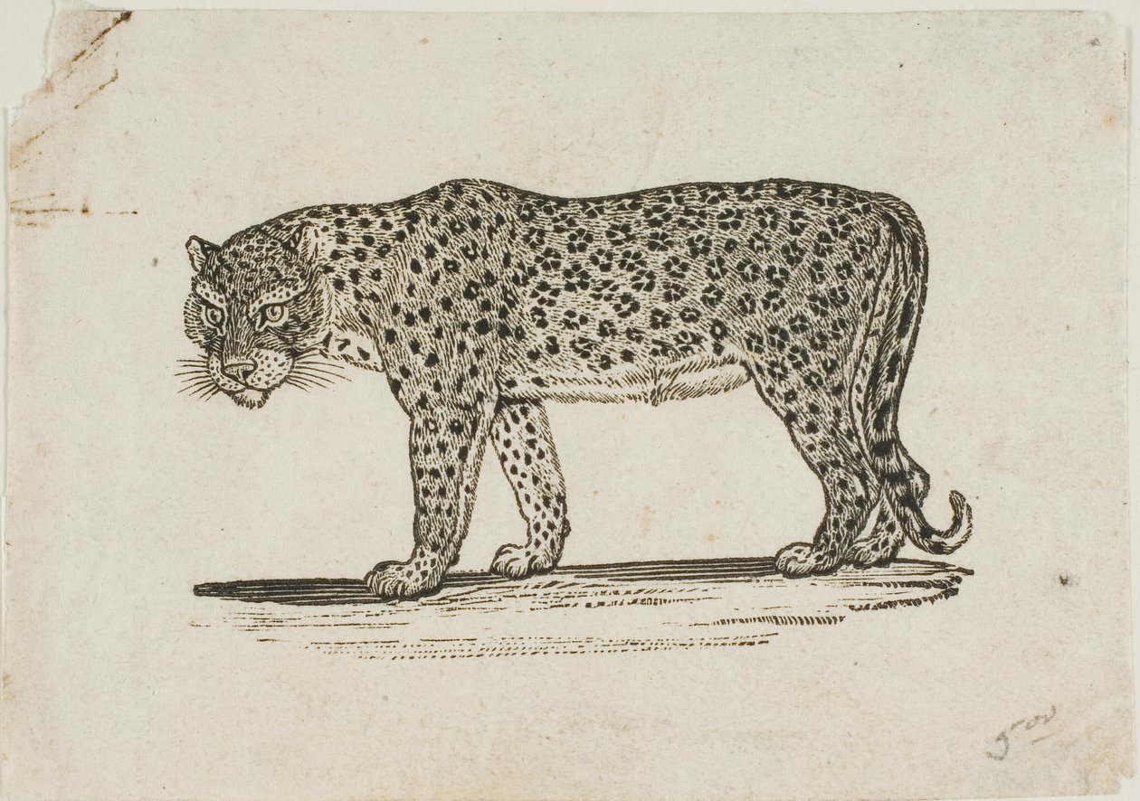 Leopar by Thomas Bewick