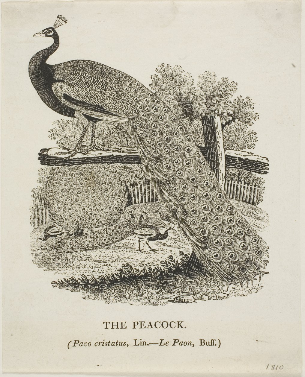  by Thomas Bewick
