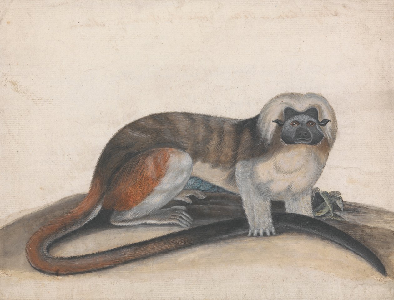"The Pinche veya Red Tailed Monkey" (eski adıyla Cottenhead Marmoset) için çalışma by Thomas Bewick