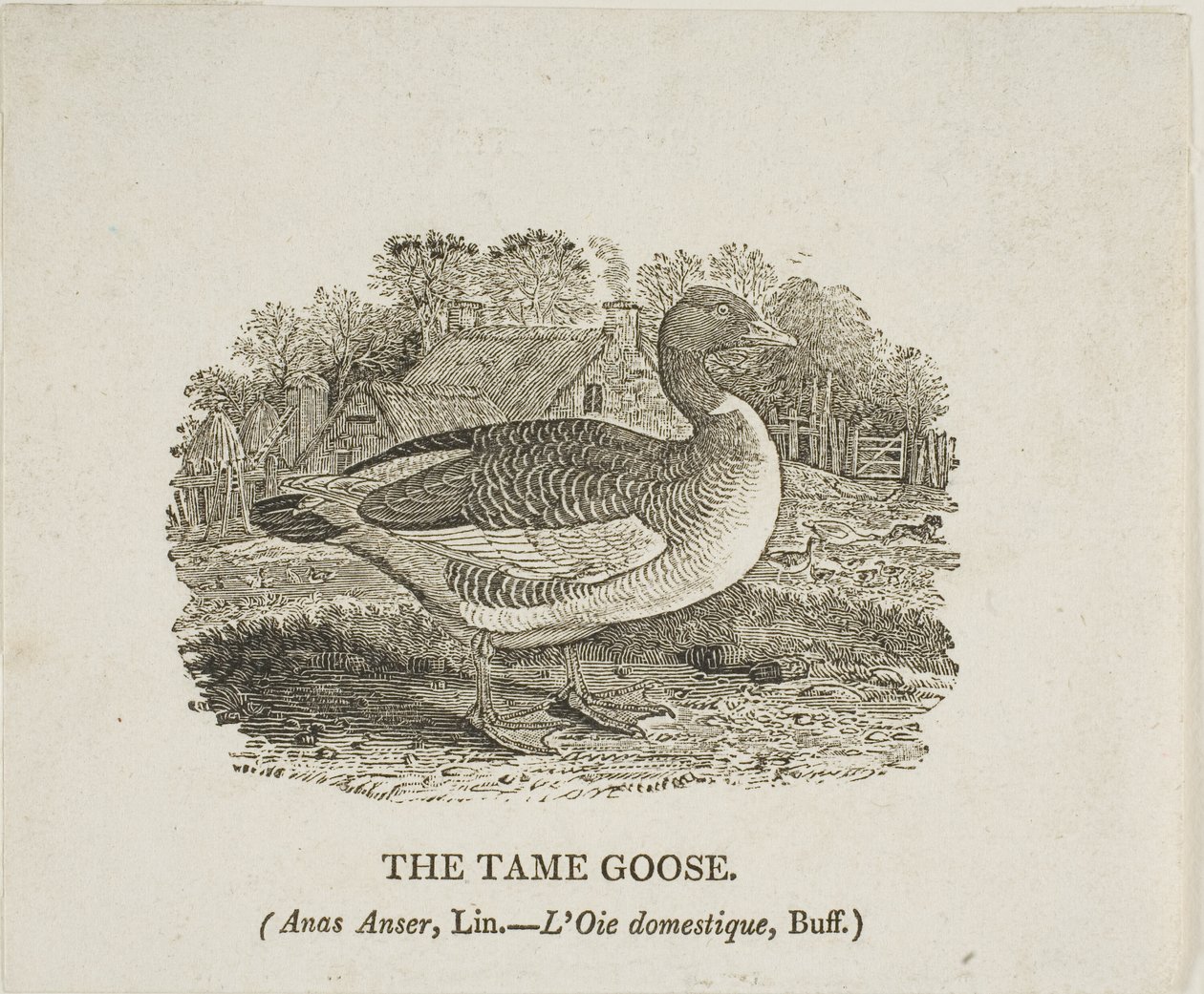  by Thomas Bewick