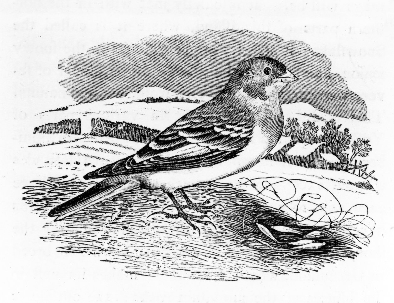 Tawny Bunting, Thomas Bewick