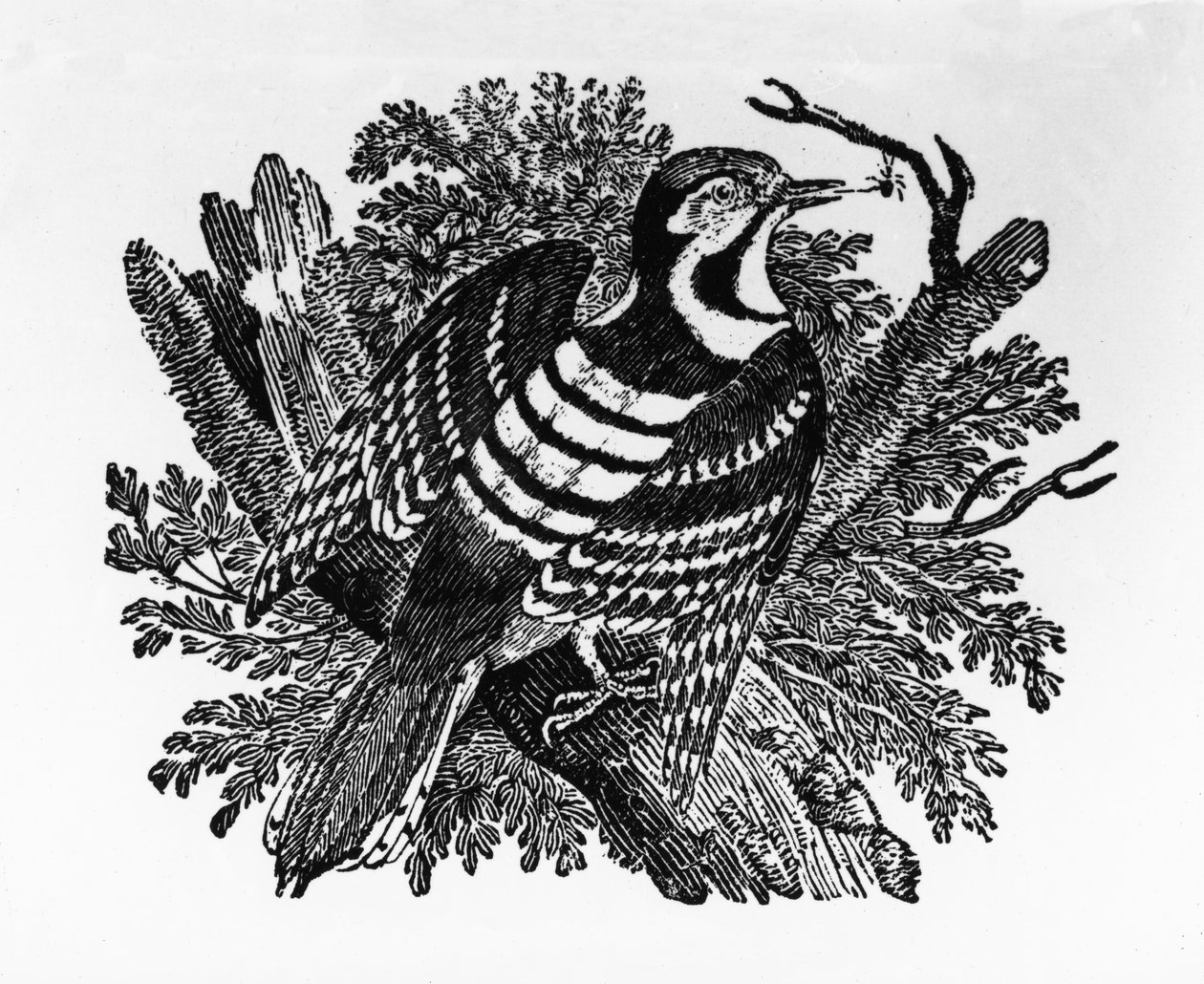 Çubuklu Ağaçkakan, Thomas Bewick