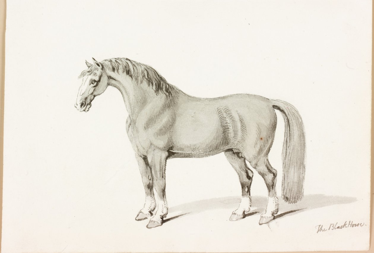 Kara At (kağıt üzerine mürekkep) by Thomas Bewick