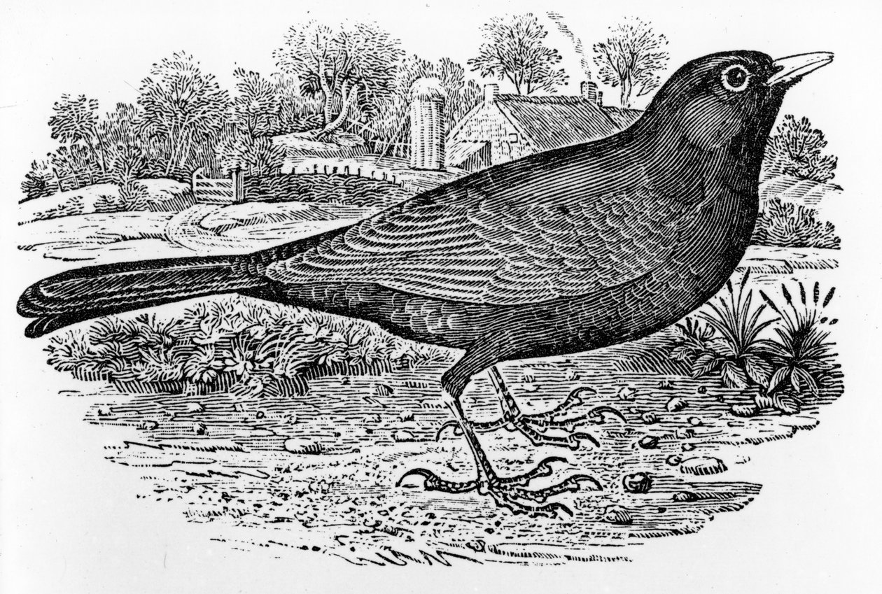 Karatavuk, Thomas Bewick