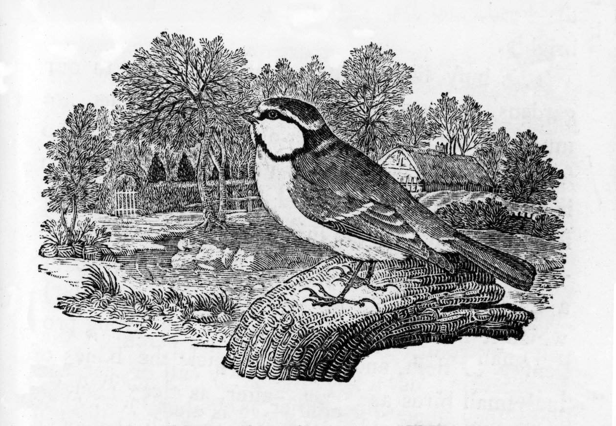 Mavi Baştankara, Thomas Bewick