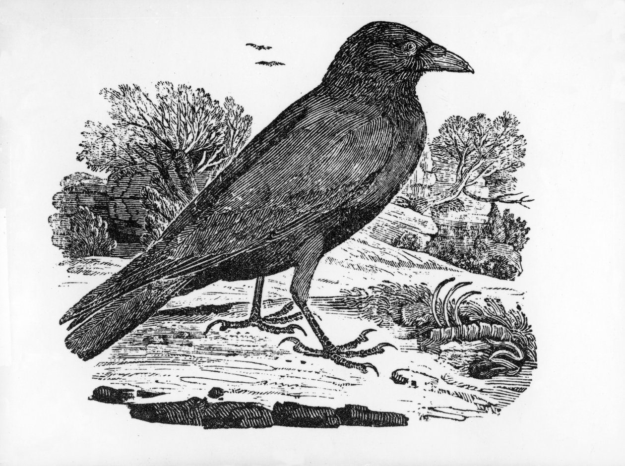 Leş Kargası, Thomas Bewick