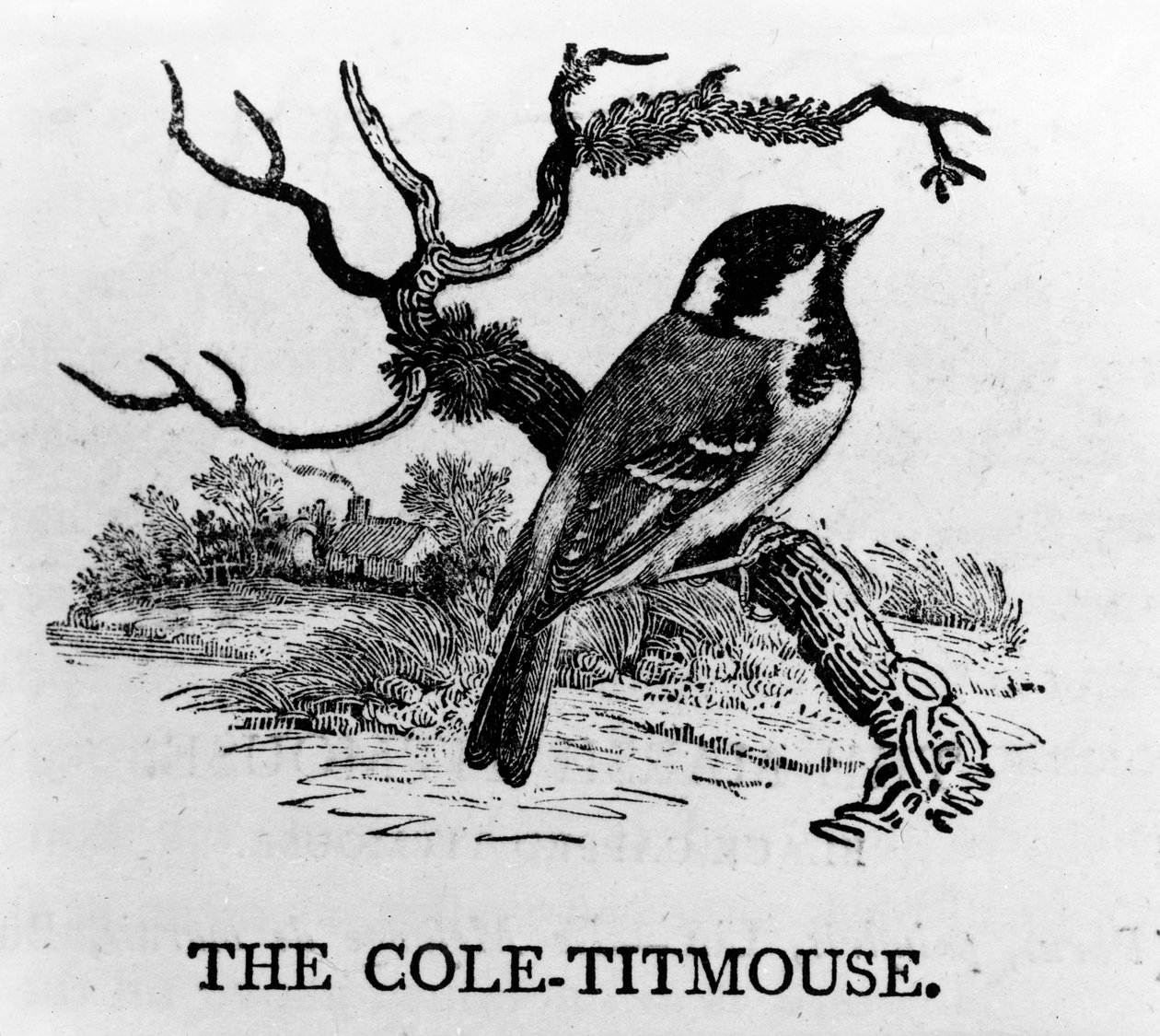 The Cole-Titmouse, illustration from 