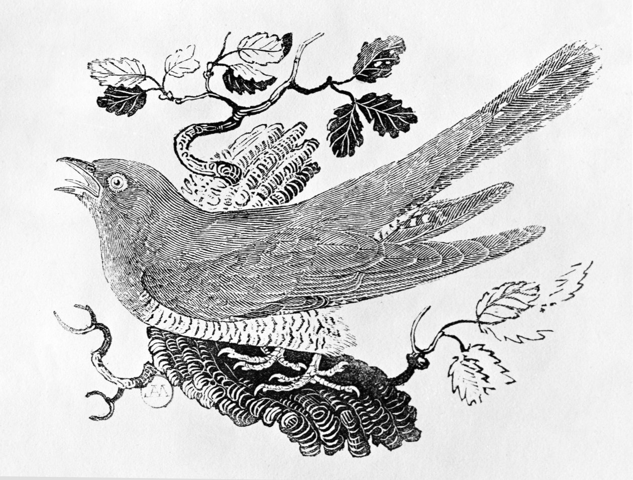 The Cuckoo (Cuculus canorus) from the 