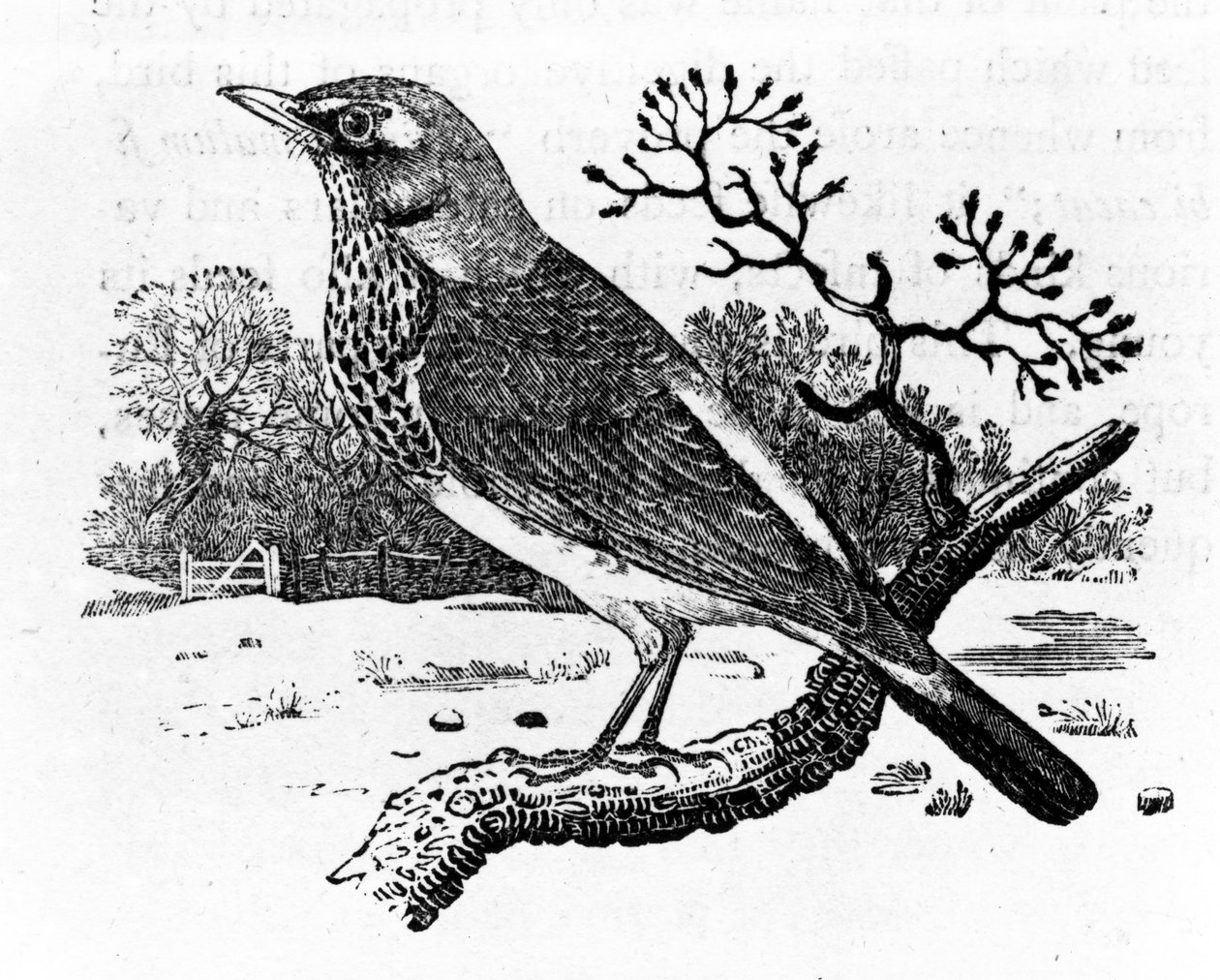 Fieldfare, Thomas Bewick