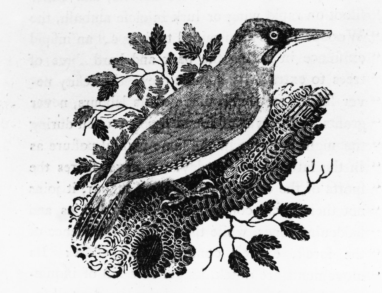 Yeşil Ağaçkakan, Thomas Bewick