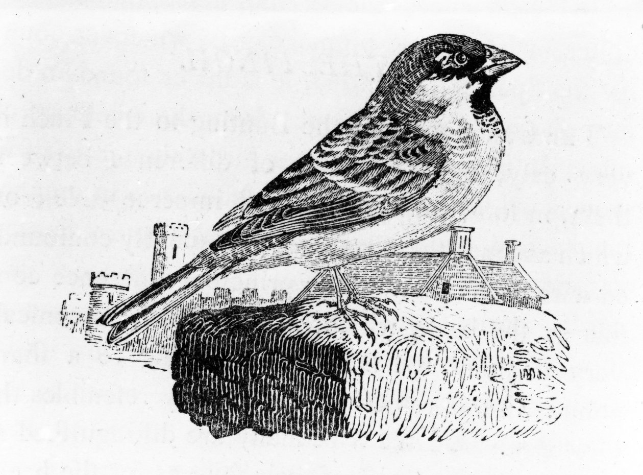 Ev Serçesi, Thomas Bewick