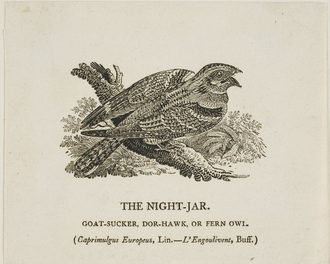  by Thomas Bewick