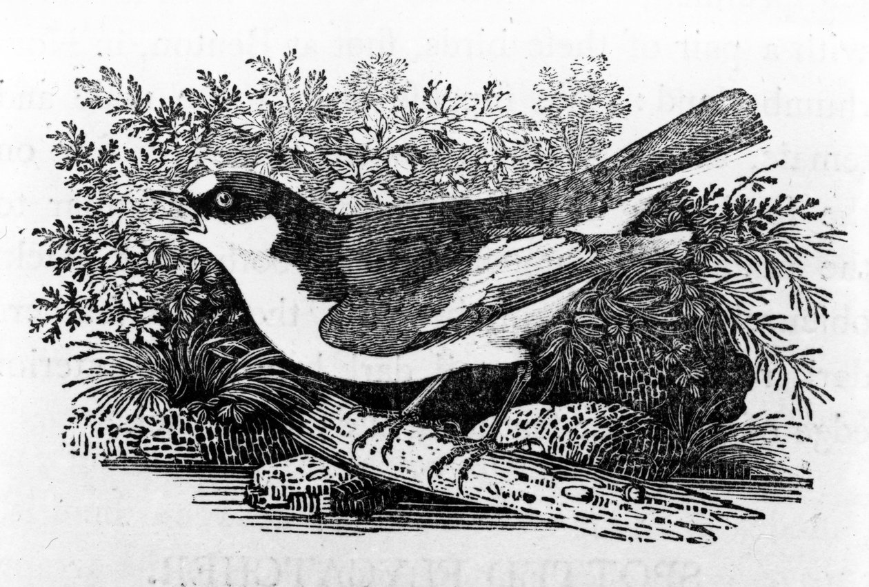 Alaca Sinekkapan, Thomas Bewick