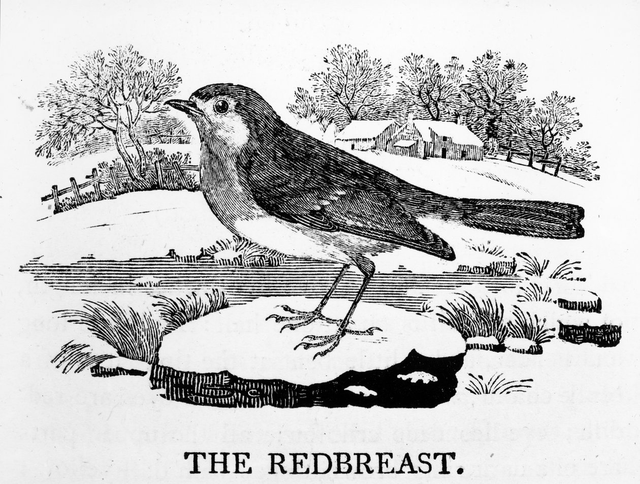 Redbreast, Thomas Bewick