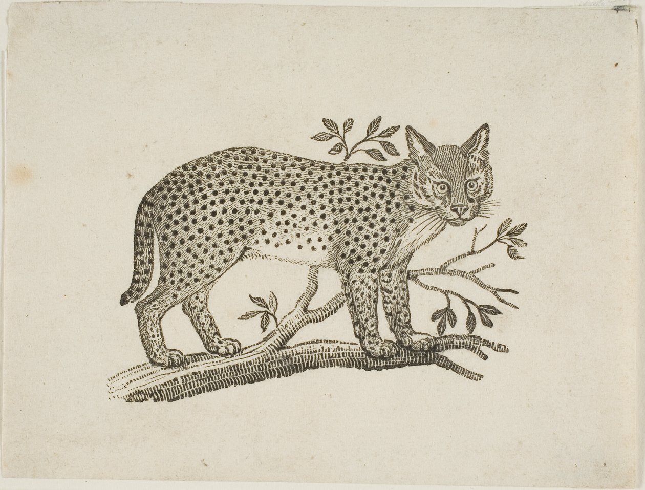 Serval by Thomas Bewick
