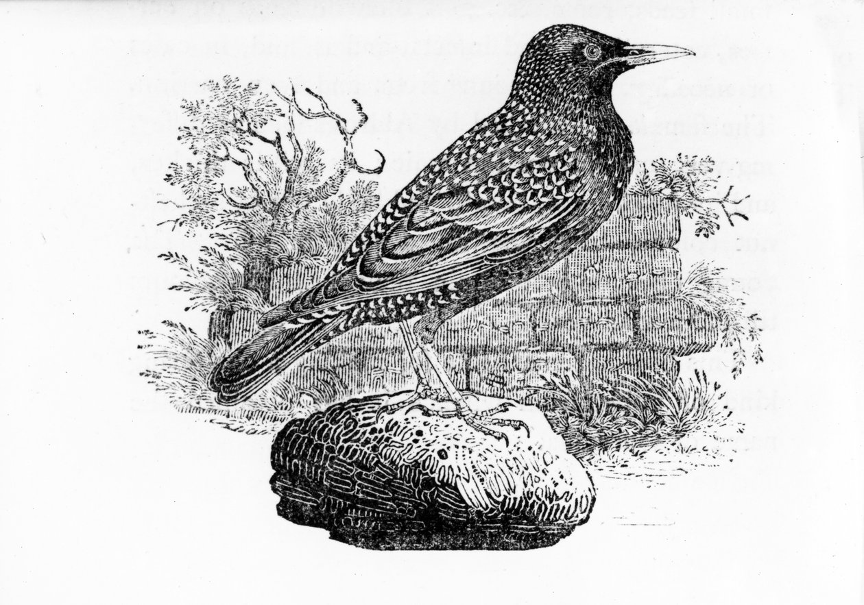 Sığırcık, Thomas Bewick
