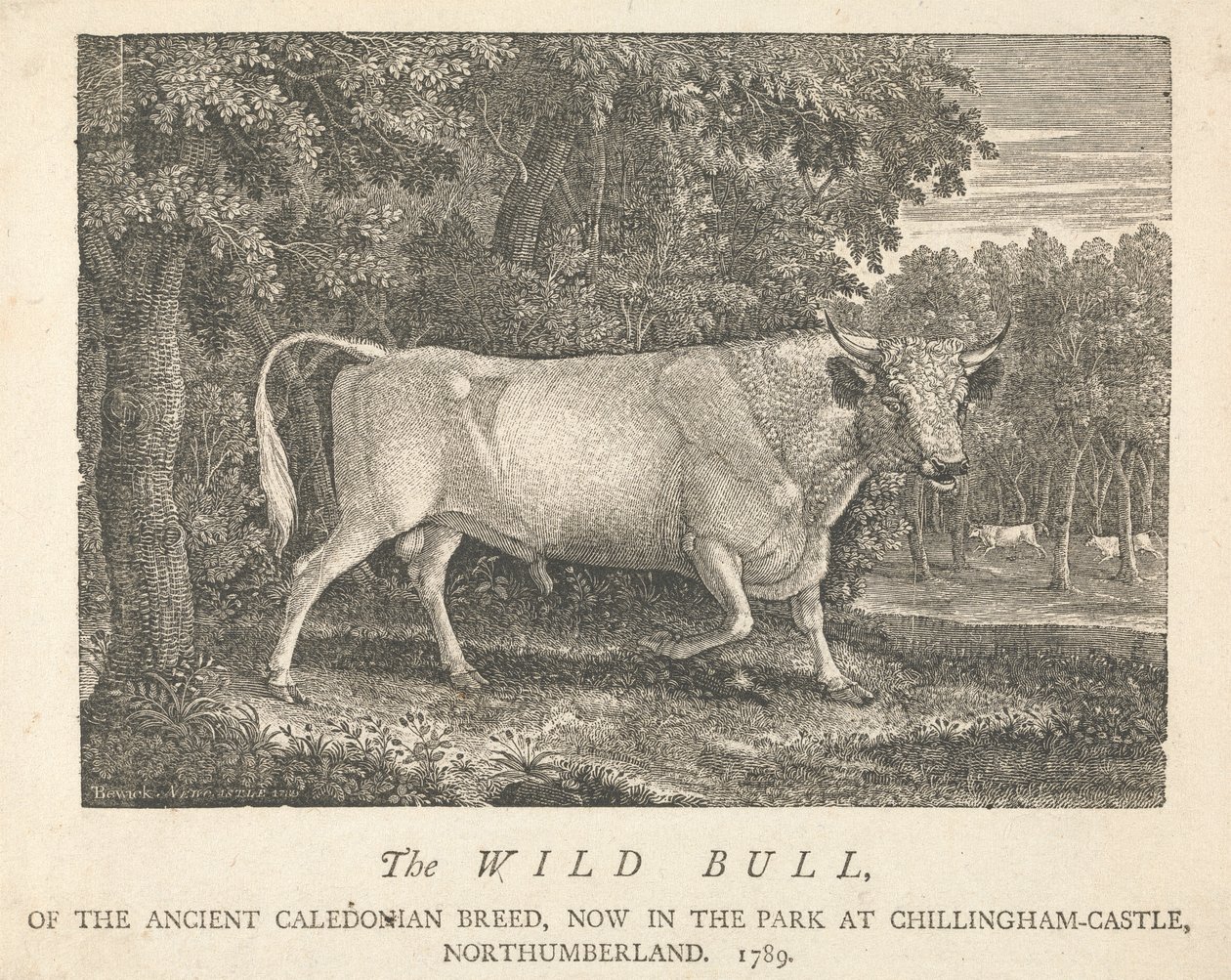 Eski Kaledonya Cinsinden Yabani Boğa, Northumberland, Chillingham-Castle'da Şimdi Parkta. by Thomas Bewick