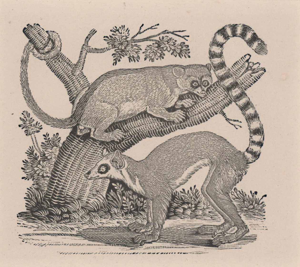 "Dört Ayaklıların Genel Tarihi"nden İki Lemur by Thomas Bewick