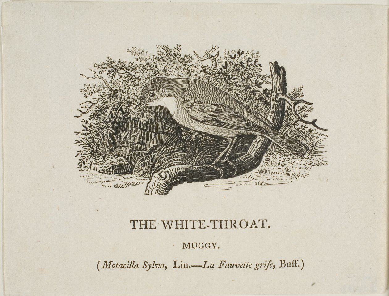 Beyaz Boğaz (Kuş) by Thomas Bewick