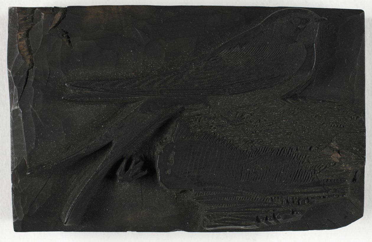 İngiliz Kuşlarının Tarihinden Kırlangıç için Tahta Blok by Thomas Bewick