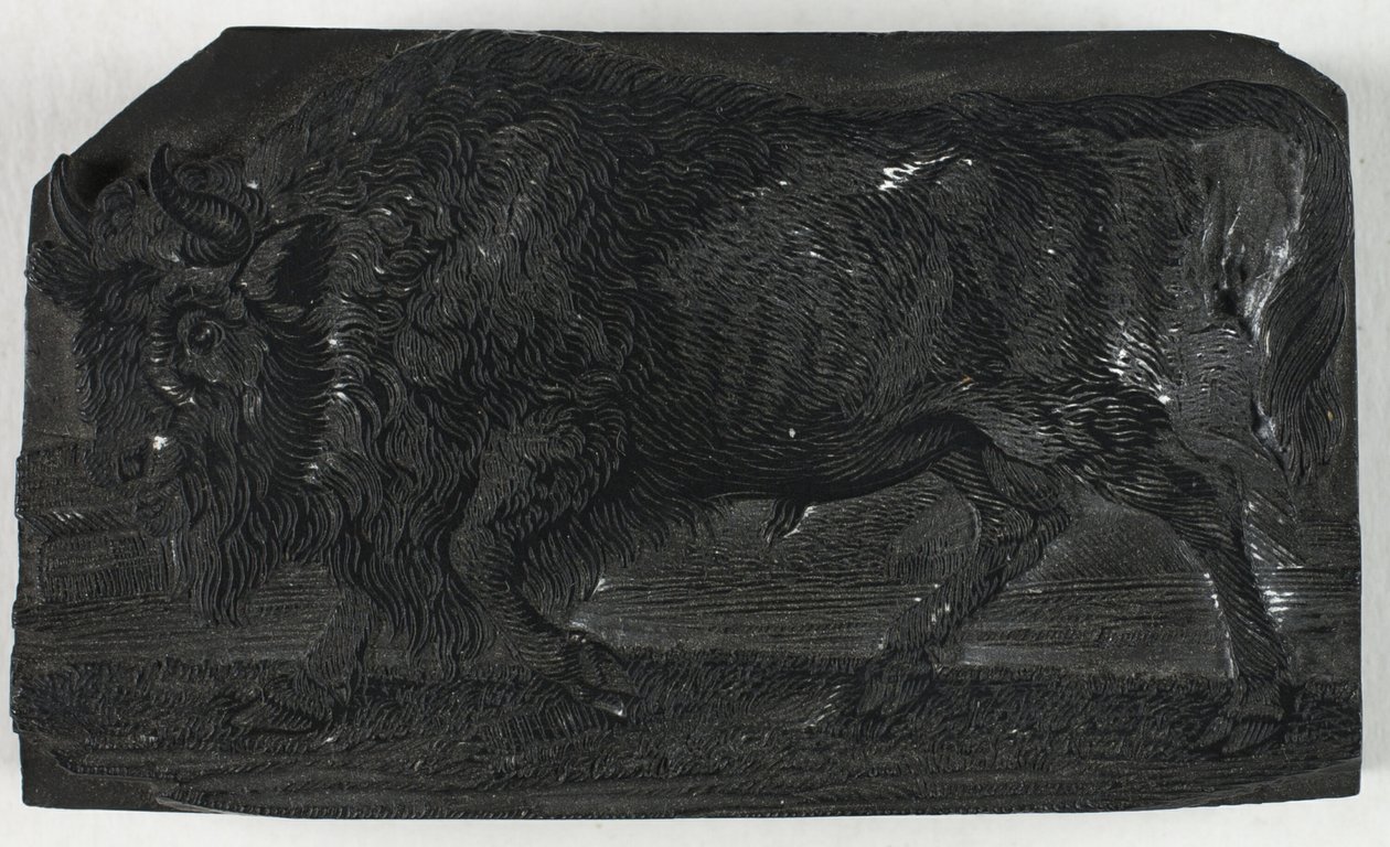 Dört Ayaklıların Genel Tarihinden Urus veya Yabani Boğa için Tahta Blok by Thomas Bewick