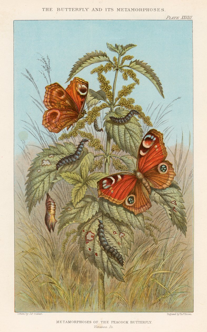 Tavus kuşu kelebeğinin metamorfozları, 1888 by Thomas Brown