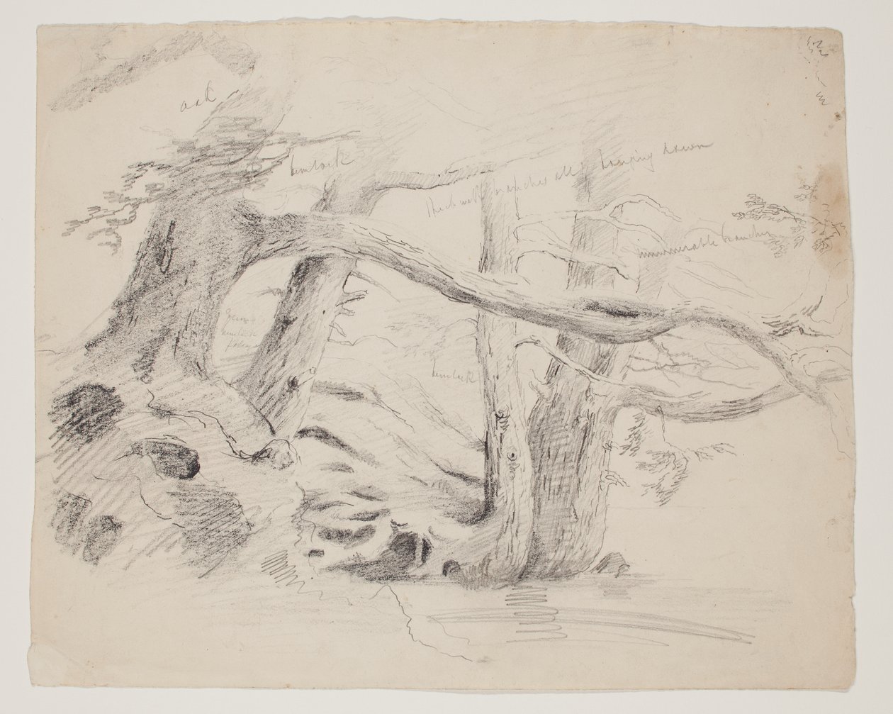 Meşe ve Baldıran Ağaçları (kağıt üzerine kurşun kalem) by Thomas Cole