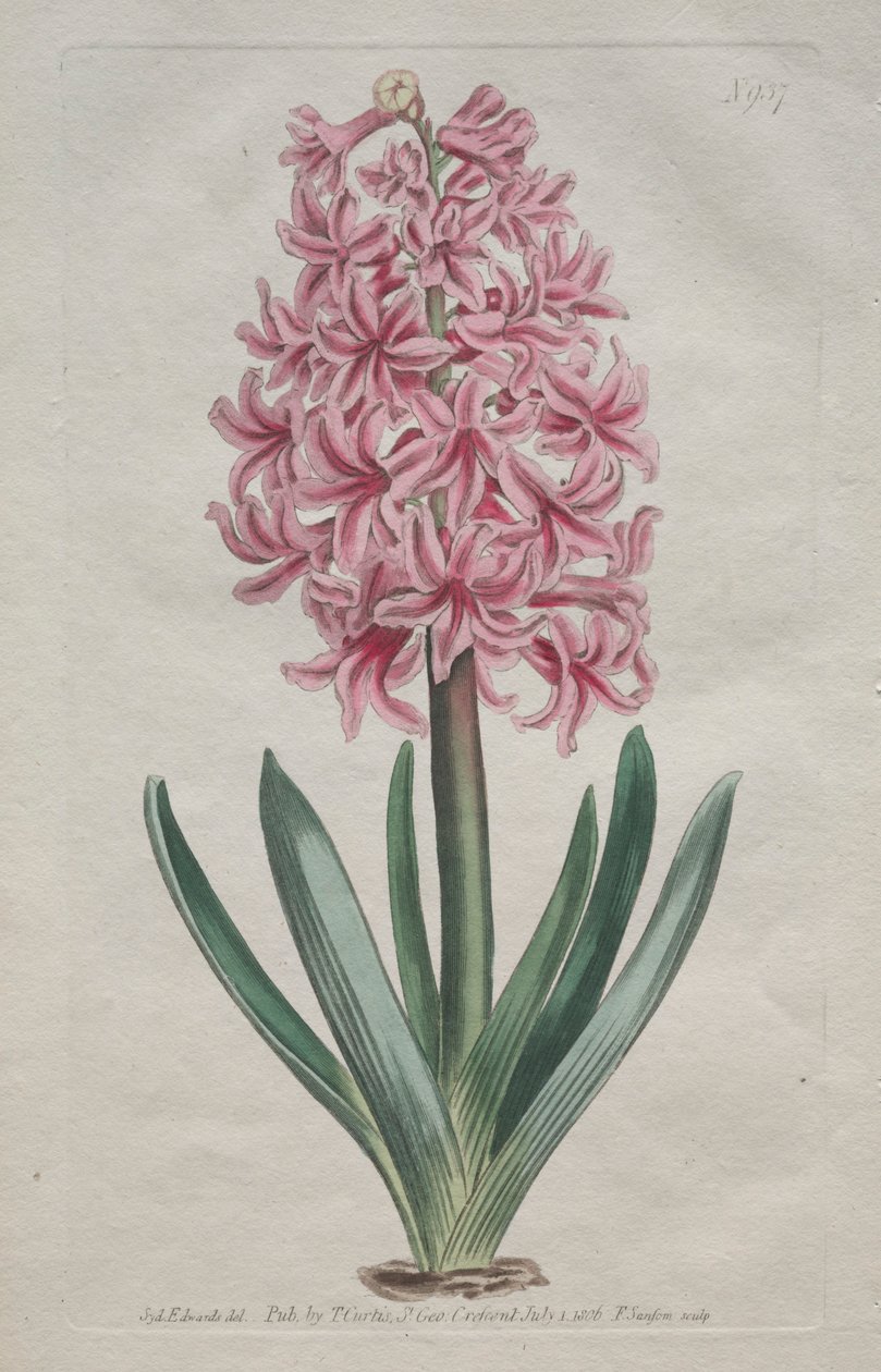 Sergilenen Botanik Dergisi veya Çiçek Bahçesi: Garden Hyacinth, 1806. by Thomas Curtis